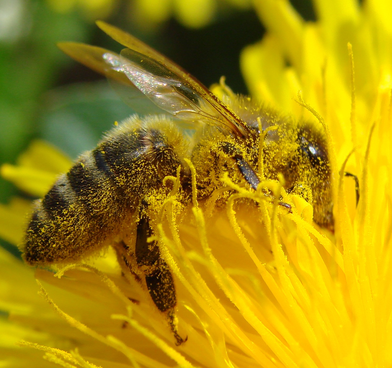 junior-master-gardener-pollinator-people