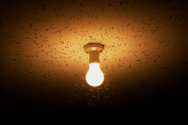 How Do Get Rid of Insects Attracted to Light at Night? 