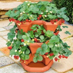 patio_strawberry_kit