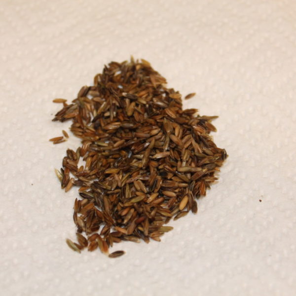 SeeD Case Junior Master Gardener