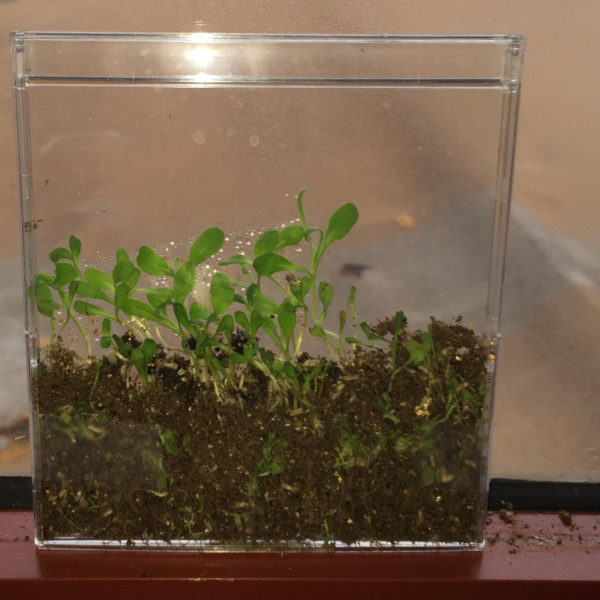 SeeD Case Junior Master Gardener