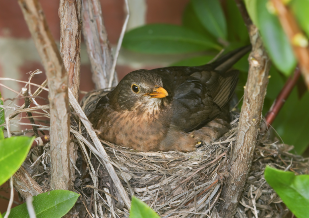 Build-A-Burrow – Junior Master Gardener