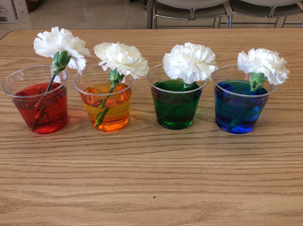 View Why Do Flowers Change Color With Food Coloring
