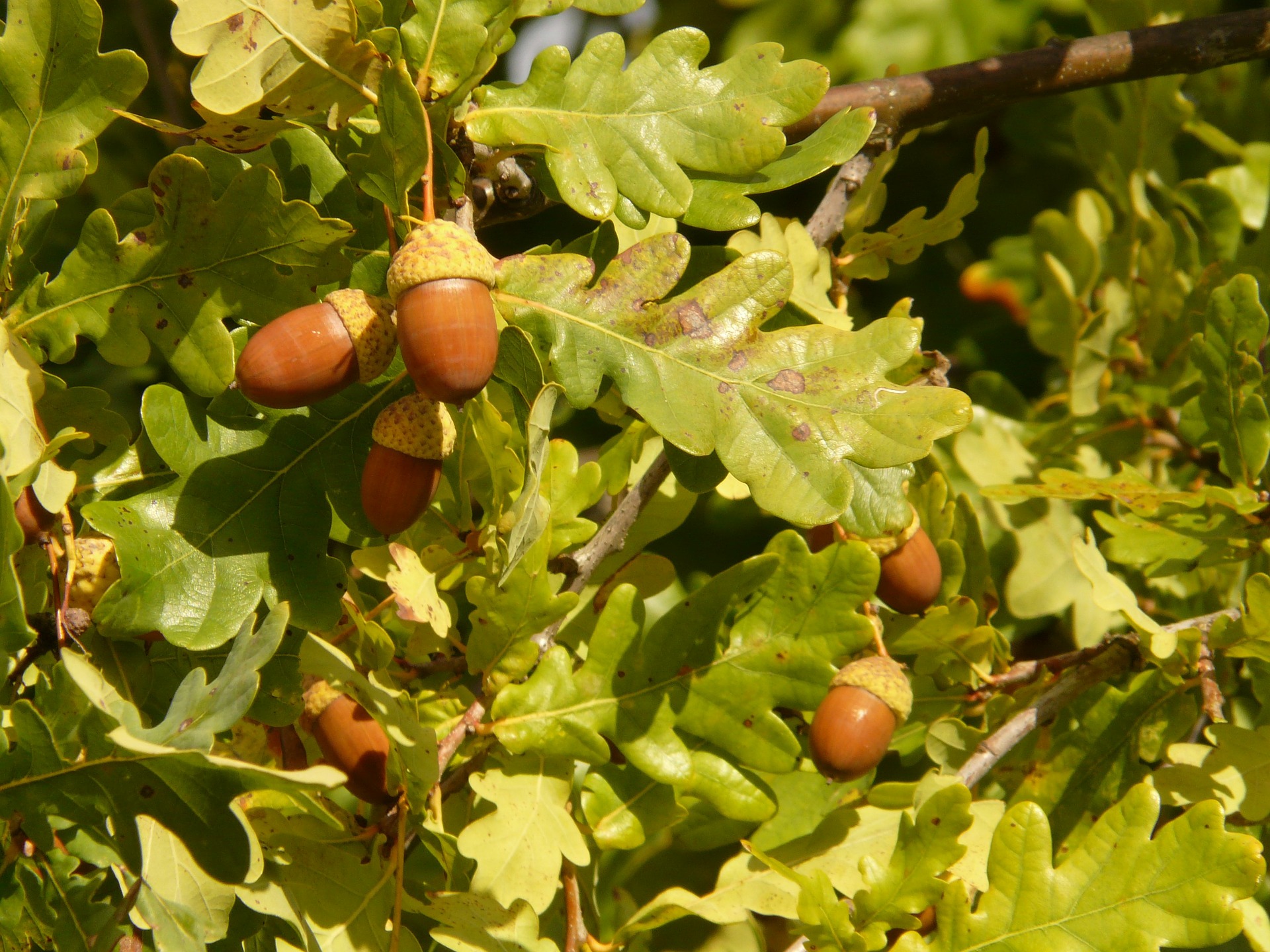 acorn tree planting