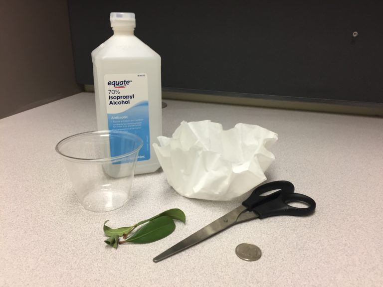 Chlorophyll Chromatography Junior Master Gardener